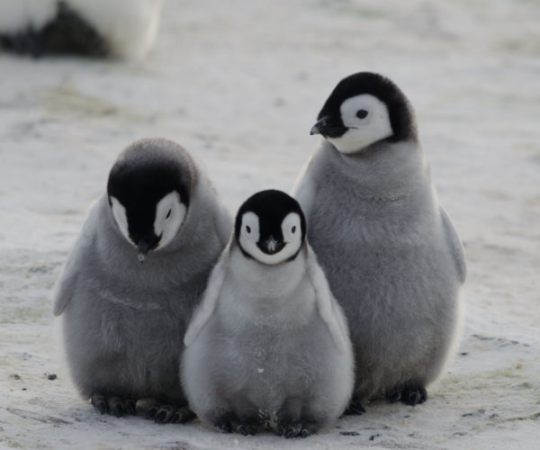 three emperor penguin chicks together